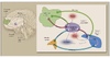 This figure shows ethanol leading to increased dopamine levels in nucleus accumbens. Naltrexone works by blocking opioid receptors and causes a reduction in dopamine levels in the nucleus accumbens, which reduces the reward or pleasure associated with alcohol ingestion.