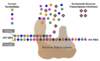 The NRTIs, in their triphosphate form, mimic the host nucleotides that are incorporated into the elongating strand of DNA. In the active triphosphorylated form, the NRTIs compete with human nucleotides for a spot in the elongating DNA chain.