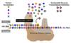 After the NRTIs become activated to a triphosphate form, they can compete with human nucleotides to be incorporated into the elongating DNA chain.