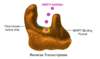 The non-nucleoside reverse transcriptase inhibitors (NNRTIs) work by directly binding to reverse transcriptase at a binding pocket region in the polymerase domain, proximal to the polymerase active site. This binding directly impedes the function of the reverse transcriptase enzyme.