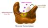 The functional impact of NNRTI binding to reverse transcriptase is likely multifactorial, and not entirely understood; one proposed mechanism suggests that is that NNRTI binding results in a locked hyperextension of the polymerase thumb region (and also possibly with the fingers region). This conformational change is believed to alter the polymerase binding site, impacting the functional role of the reverse transcriptase.