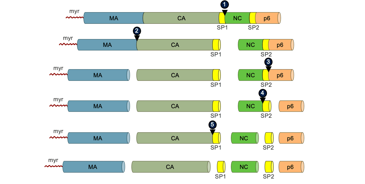 Core Concepts - Antiretroviral Medications and Initial Therapy ...