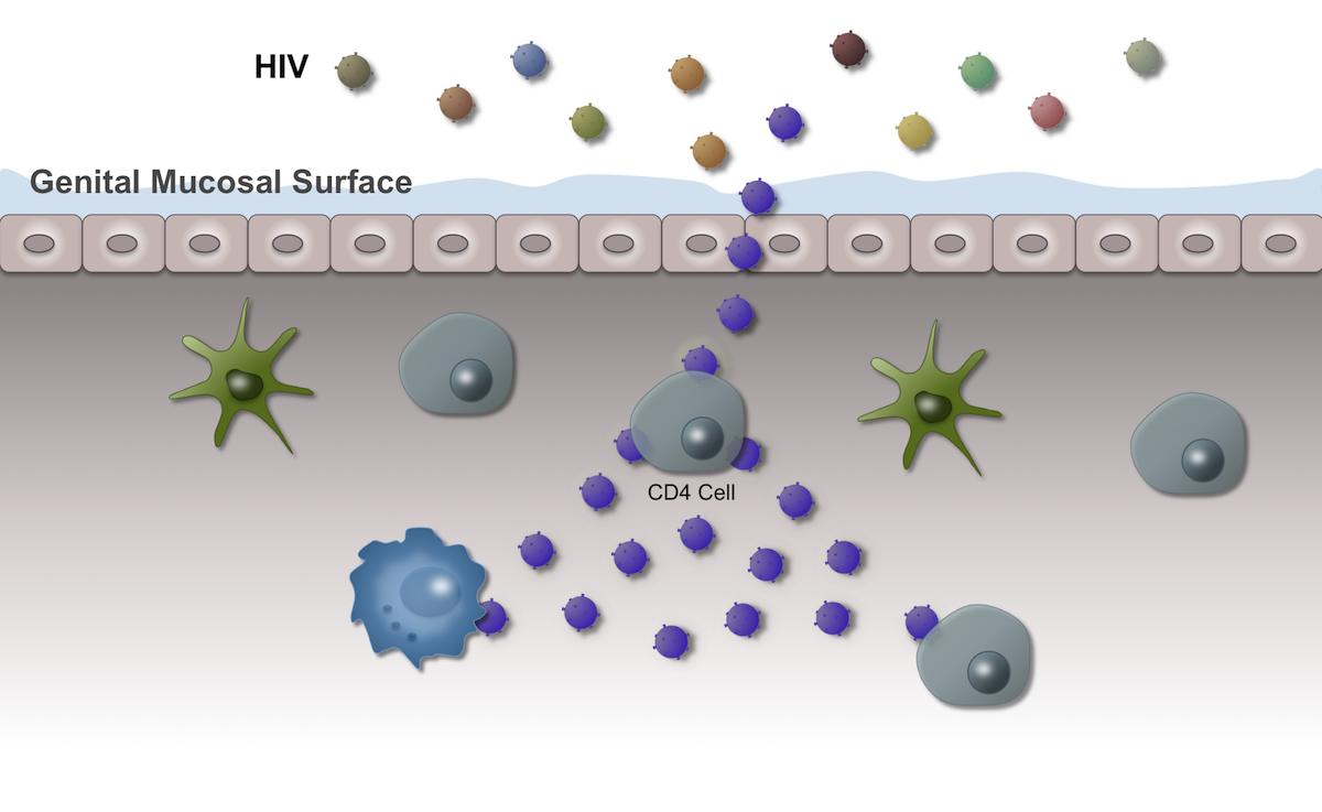 Core Concepts - HIV Preexposure Prophylaxis (PrEP) - Prevention of HIV ...